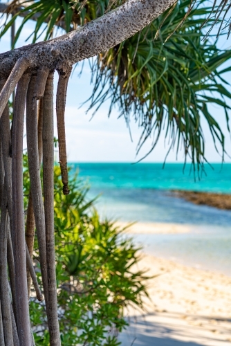 Vertical shot of roots of palm tree at shoreline - Australian Stock Image