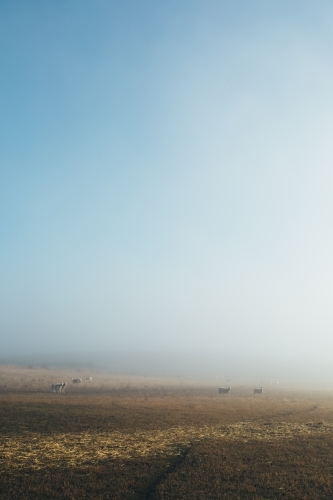 Vertical shot of sheep standing in the distance in a paddock - Australian Stock Image