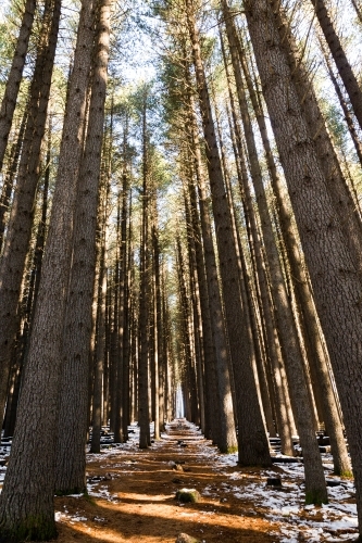 Very tall pine tress in the forest on a sunny day with shadow and sunlight - Australian Stock Image