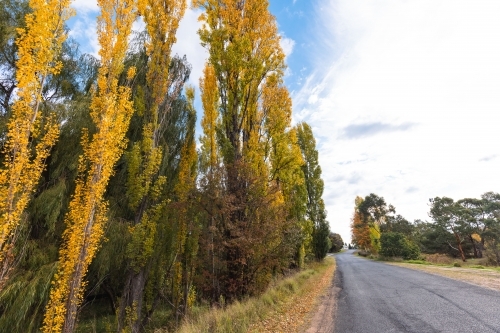 Vibrant Autumn foliage at Uralla in the New South Wales Northern Tablelands - Australian Stock Image