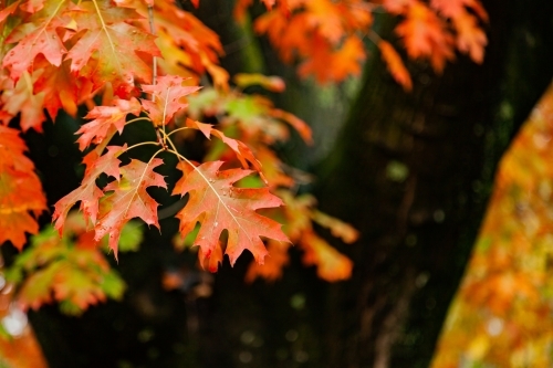 Vibrant autumn leaves on tree after rain - Australian Stock Image