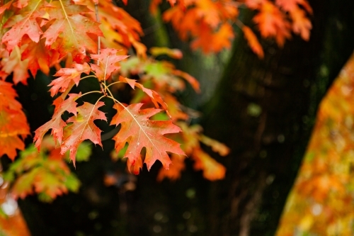 Vibrant autumn leaves on tree after rain