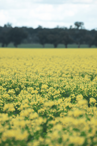 Vibrant canola field in full bloom - Australian Stock Image