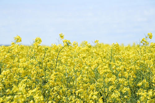 Vibrant canola field in full bloom - Australian Stock Image