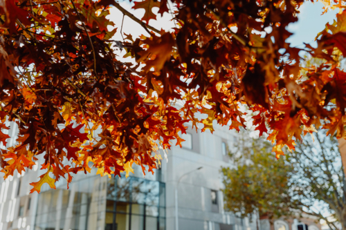 Vibrant canopy of autumn leaves in urban streets - Australian Stock Image