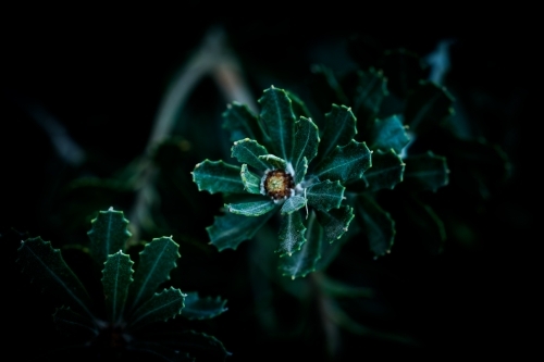 Vibrant Green Banksia Leaves with Banksia Flower - Australian Stock Image