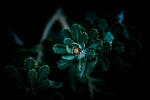 Vibrant Green Banksia Leaves with Banksia Flower