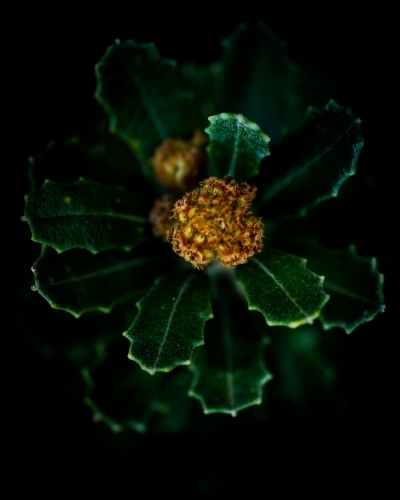 Vibrant Green Banksia Leaves with Banksia Flower - Australian Stock Image