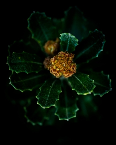 Vibrant Green Banksia Leaves with Banksia Flower