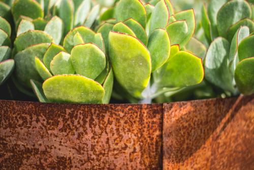 Vibrant green succulent plant in a container