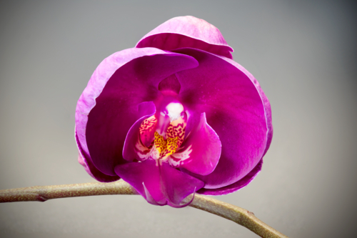 Vibrant magenta orchid bloom with spotted inner petals on grey background - Australian Stock Image