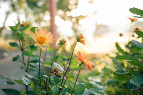 Vibrant orange dahlia flowers lining verandah of country home - Australian Stock Image