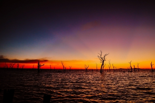 Vibrant orange sunset over the water at Kow Swamp, Victoria with silhouette of dead trees - Australian Stock Image