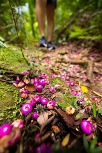 Vibrant purple coloured fruit from a Purple Cherry tree on hiking trail - Australian Stock Image