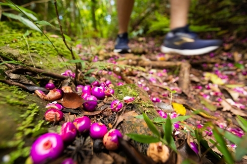 Vibrant purple coloured fruit from a Purple Cherry tree on hiking trail - Australian Stock Image