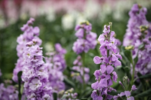 Vibrant purple stock garden beds in full bloom, flower farm image - Australian Stock Image