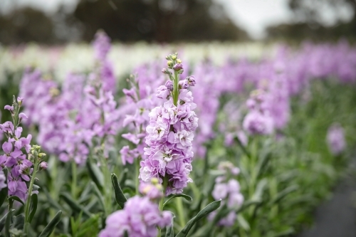 Vibrant purple stock garden beds in full bloom, flower farm image - Australian Stock Image