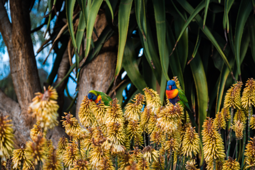 Vibrant Rainbow Lorikeets in a Suburban Garden - Australian Stock Image