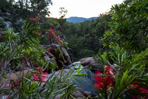 Vibrant red wildflowers on a rocky terrain with a small stream. - Australian Stock Image