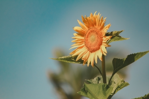 Vibrant single sunflower with blue sky background - Australian Stock Image