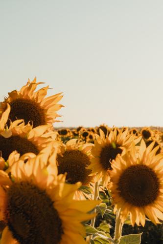 Vibrant sunflower field bathing in a warm glow. - Australian Stock Image