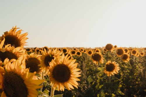 Vibrant sunflower field bathing in a warm glow. - Australian Stock Image