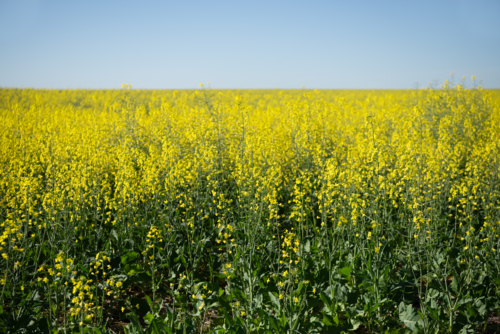 Vibrant yellow canola crop field in full bloom under a clear blue sky - Australian Stock Image