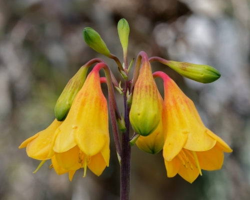 Vibrant yellow Christmas Bells (Blandfordia grandiflora) wildflowers growing in a field - Australian Stock Image