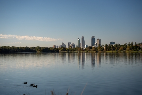 View across Swan River of Perth cityscape with ducks in the foreground