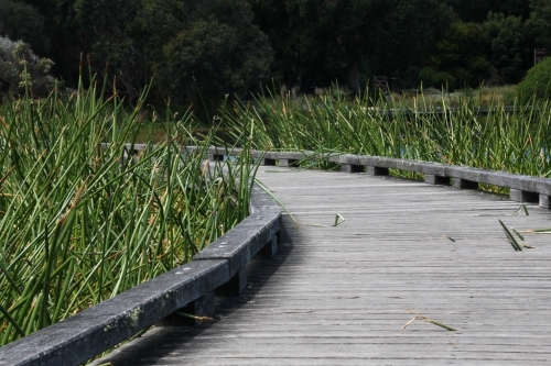 View along boardwalk through wetland - Australian Stock Image