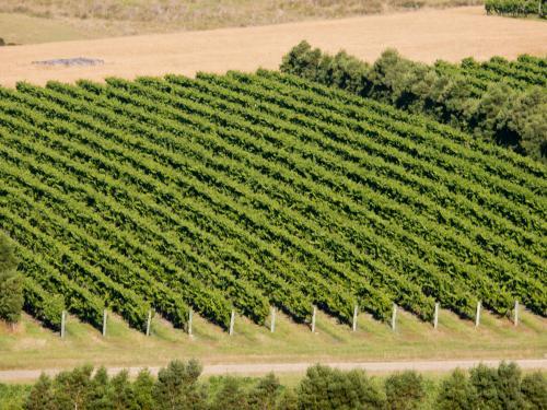 View from above of rows of grapevines in a vineyard - Australian Stock Image