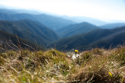 View looking over the alpine national park, victoria