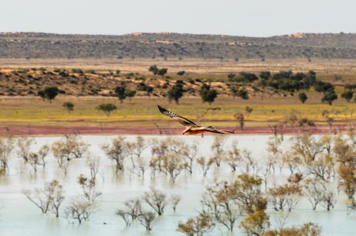 View of a Black Kite soaring over a lake beside Big Red sand dune in the Desert after a big wet - Australian Stock Image