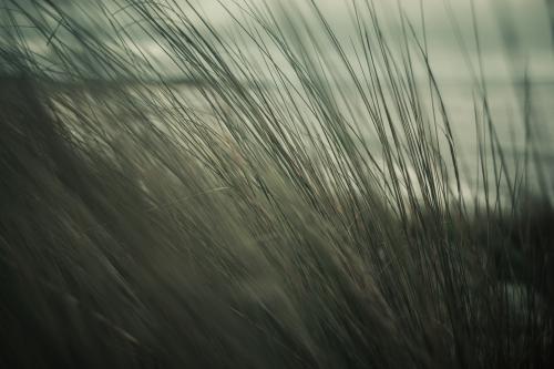 View of a deserted beach through grass - Australian Stock Image