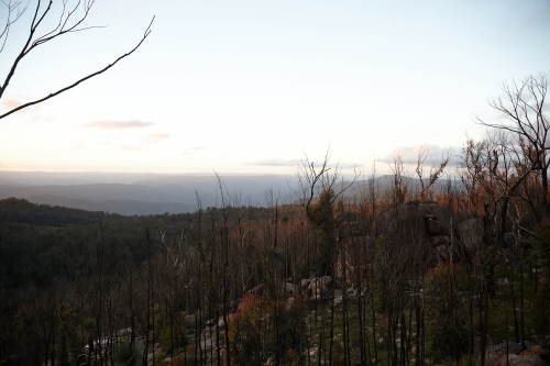 View of forest regrowth after bushfire - Australian Stock Image
