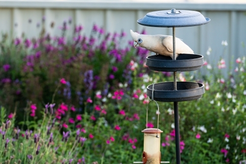 View of garden in back yard with Little Corella in bird feeder - Australian Stock Image