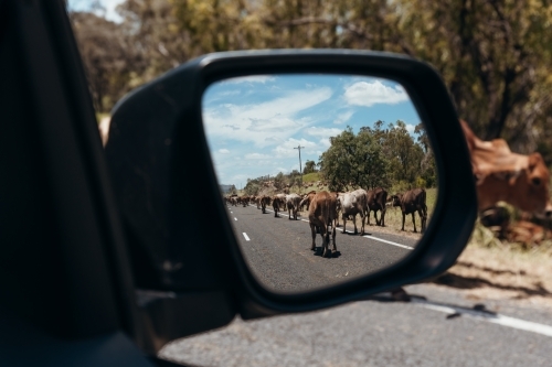 View of herd of cows walking in rear-view mirror - Australian Stock Image