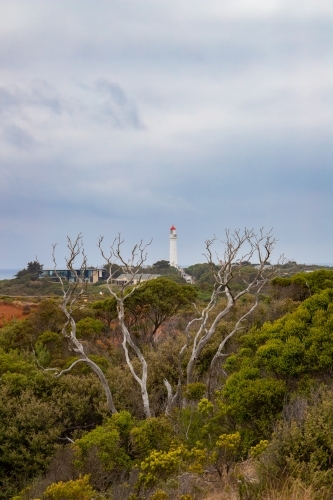 View of lighthouse through woody shrub