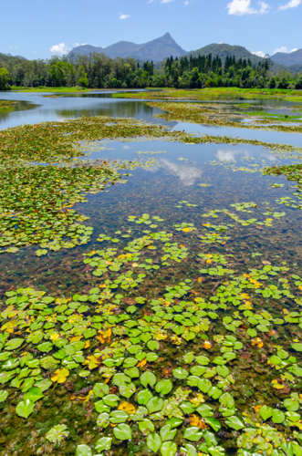 view of mount warning across clarrie hall dam reservoir - Australian Stock Image
