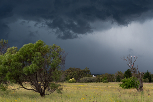 View of storm approaching across a grassy paddock with birds in tree - Australian Stock Image