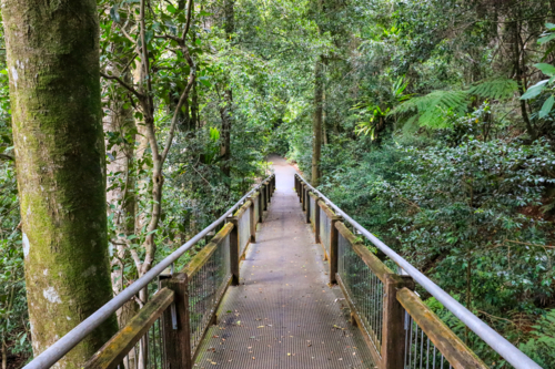 View of walkway going through Dorrigo National Park in New South Wales, Australia - Australian Stock Image