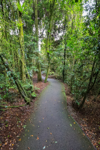 View of walkway going through Dorrigo National Park in New South Wales, Australia - Australian Stock Image
