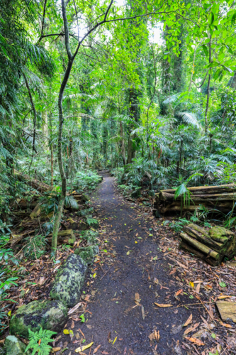 View of walkway going through Dorrigo National Park in New South Wales, Australia - Australian Stock Image
