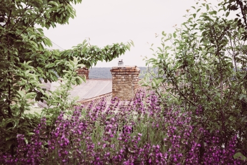 View over a rusted roof with brick chimney, framed by green and purple foliage