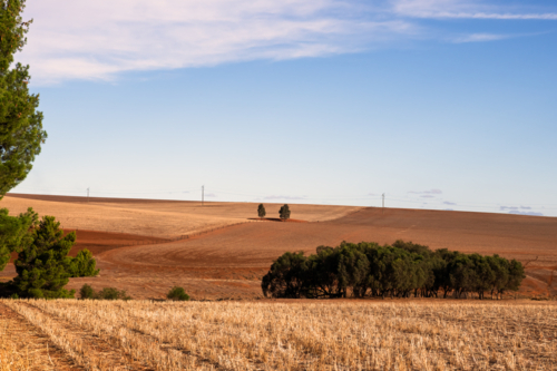 View over dry brown fields, near Clare, South Australia - Australian Stock Image