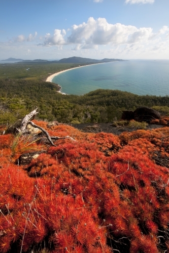 View over Ramsay Beach with resurrection plant in the foreground - Australian Stock Image