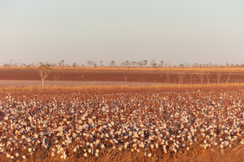 View over the cotton fields, Northern Territory - Australian Stock Image