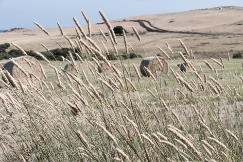 View through the grasses over the pastures of hay - Australian Stock Image