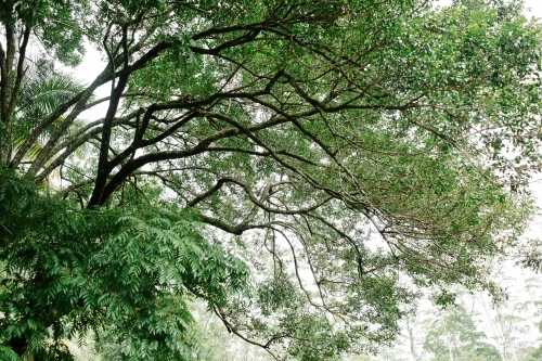View upwards at canopy of various trees - Australian Stock Image