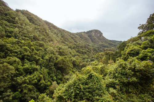 Views of rainforest and landscape from Kuranda Scenic Railway in Queensland, Australia - Australian Stock Image